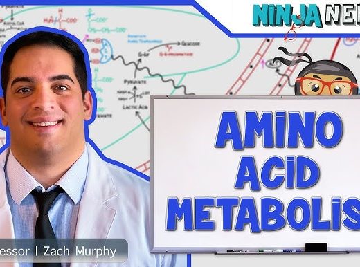 DoctorHub360.com Amino Acids: A Comprehensive Guide to Specs, Features, and Benefits